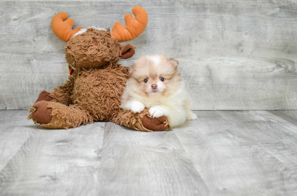 Small Pomeranian Purebred Pup