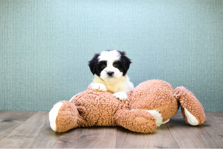 Popular Teddy Bear Designer Pup