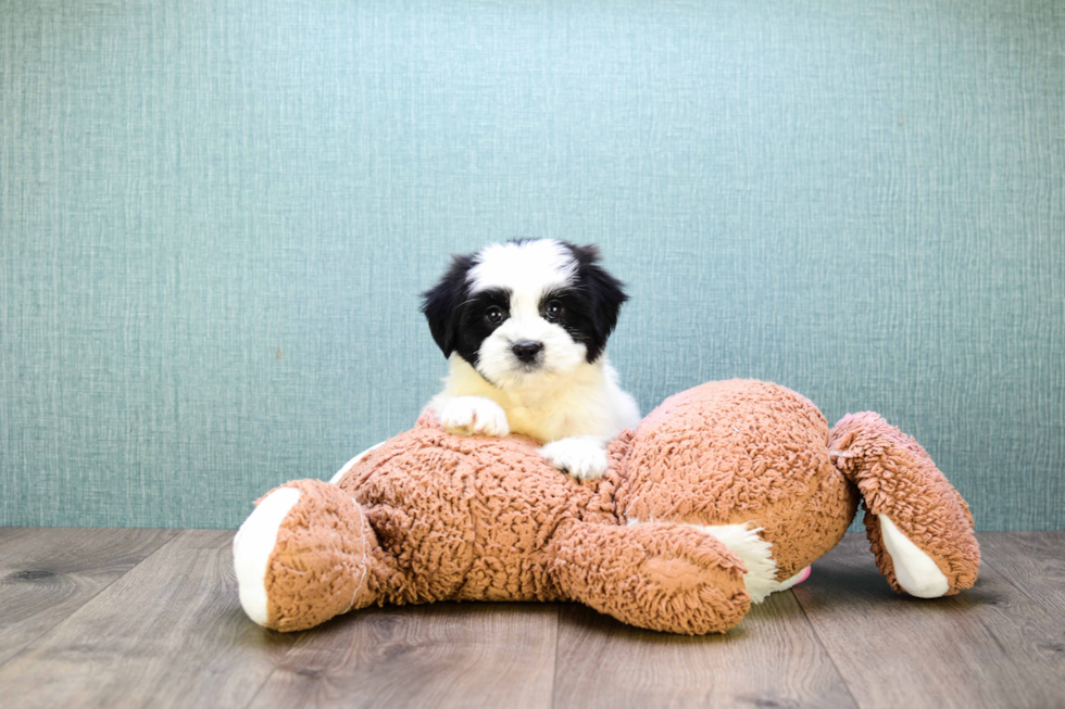 Popular Teddy Bear Designer Pup