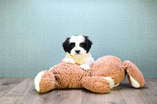 Popular Teddy Bear Designer Pup