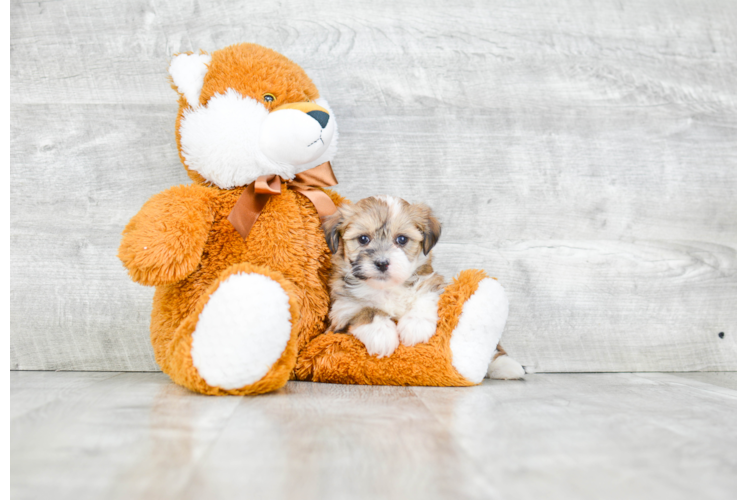 Small Havanese Purebred Pup