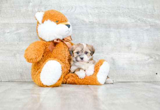 Small Havanese Purebred Pup