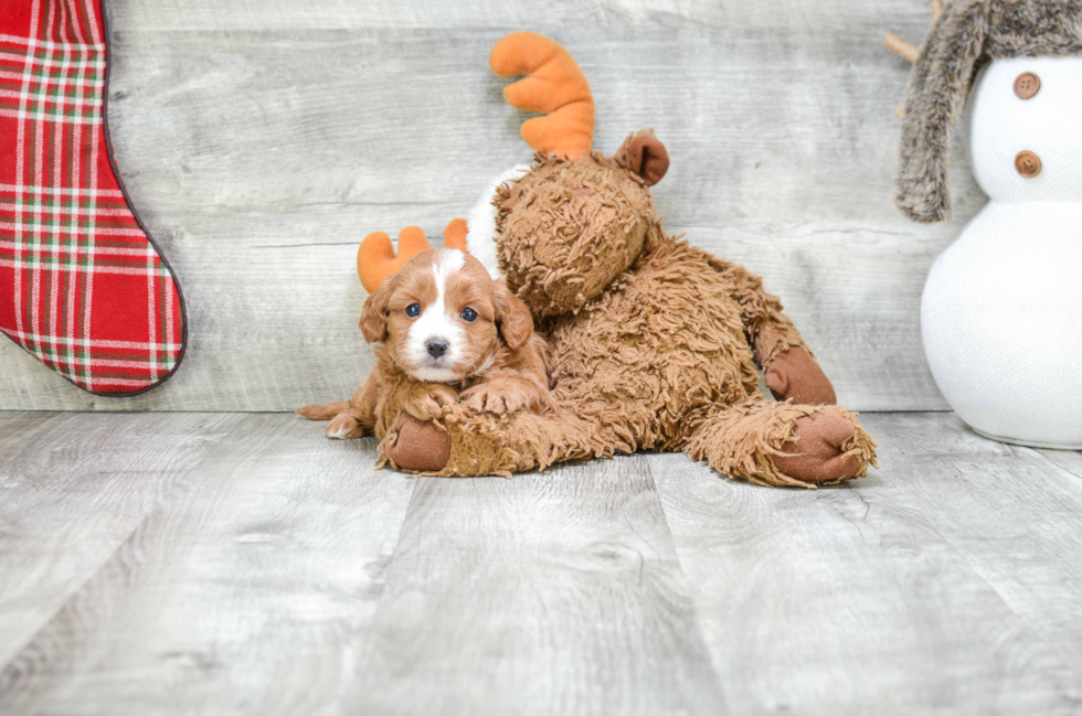 Little Cavoodle Poodle Mix Puppy