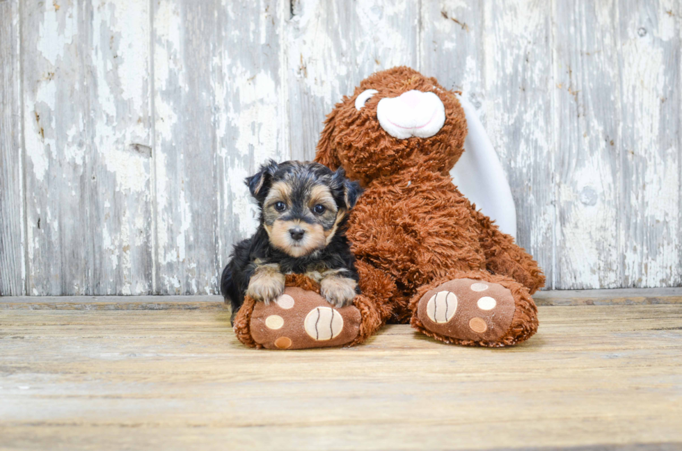 Funny Morkie Designer Pup