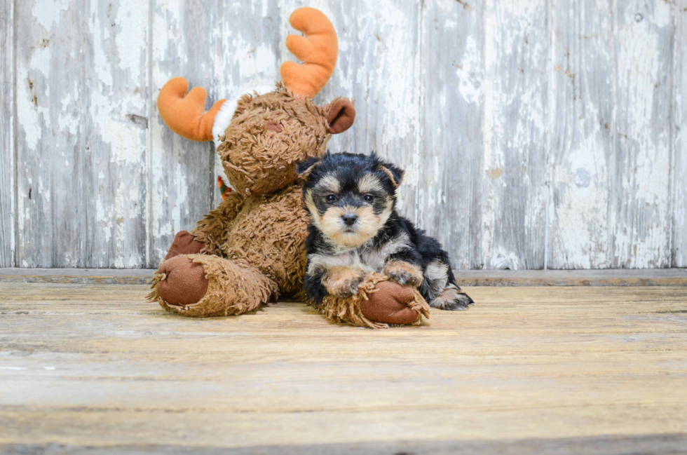 Friendly Morkie Baby