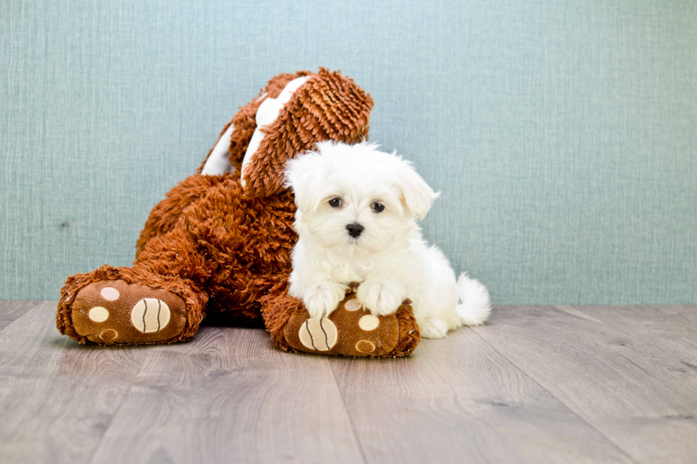 Friendly Maltese Purebred Pup