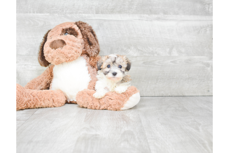 Havanese Puppy for Adoption