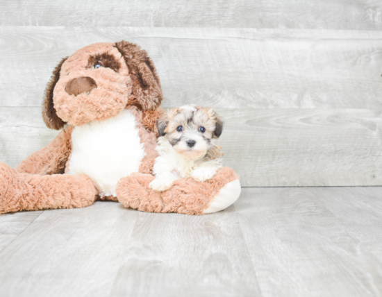 Havanese Puppy for Adoption