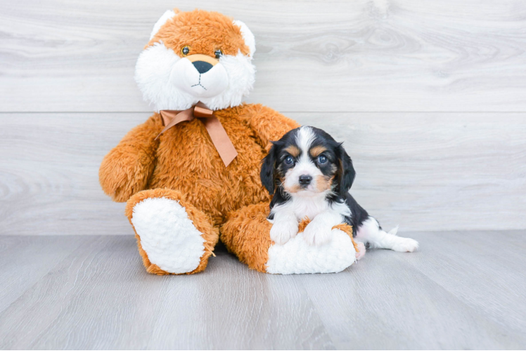 Cavalier King Charles Spaniel Puppy for Adoption