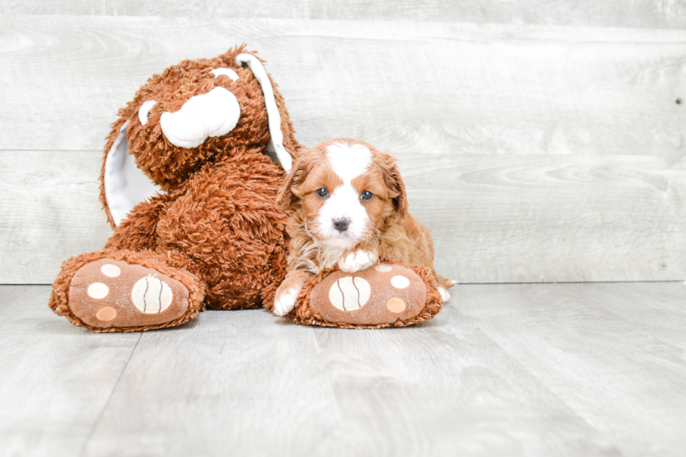 Fluffy Cavapoo Poodle Mix Pup