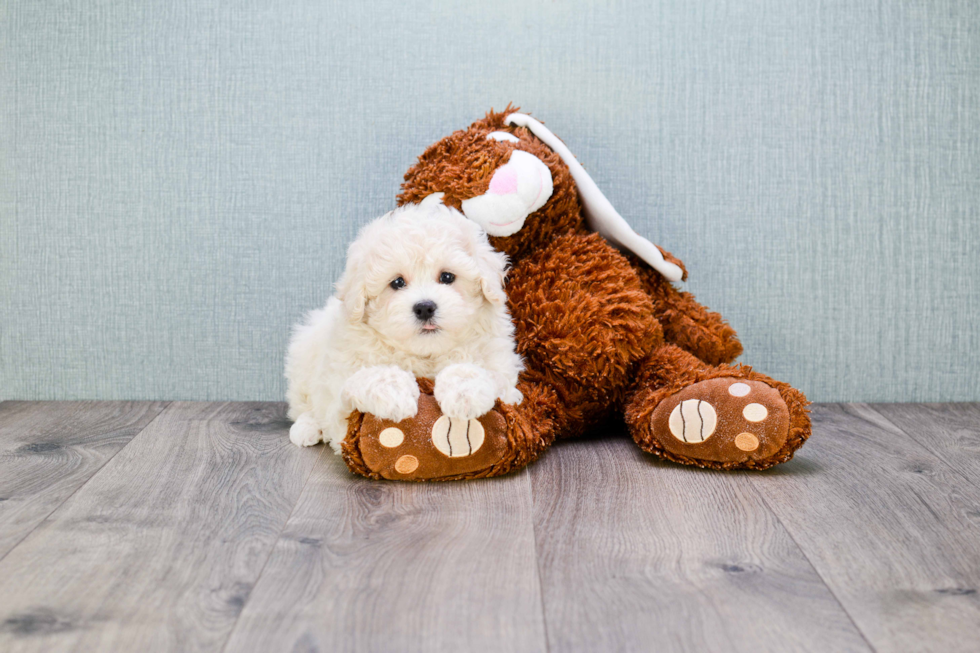 Adorable Maltepoo Poodle Mix Puppy