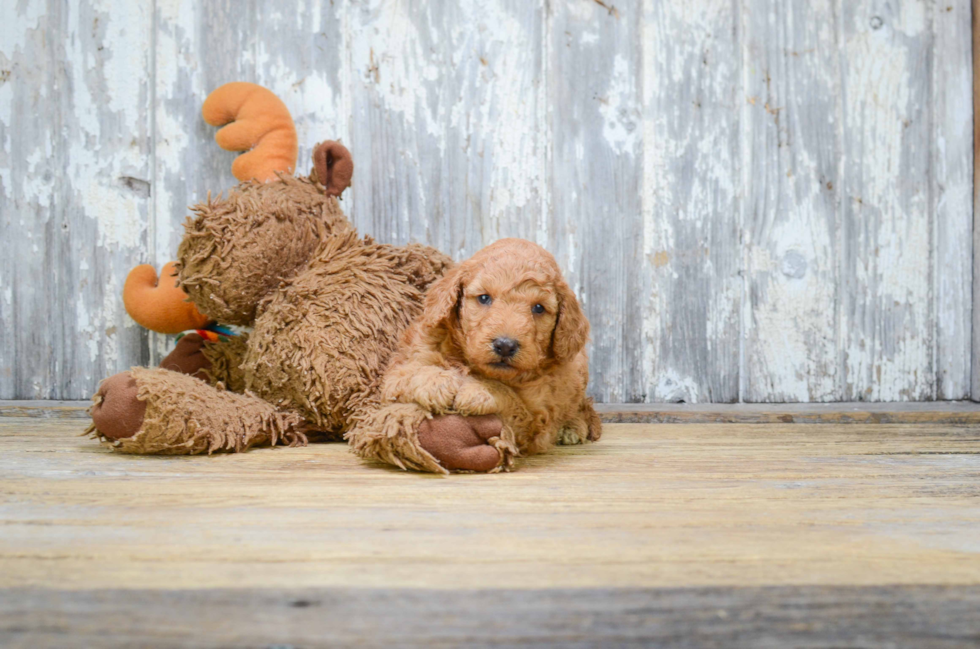 Cute Mini Goldendoodle Baby