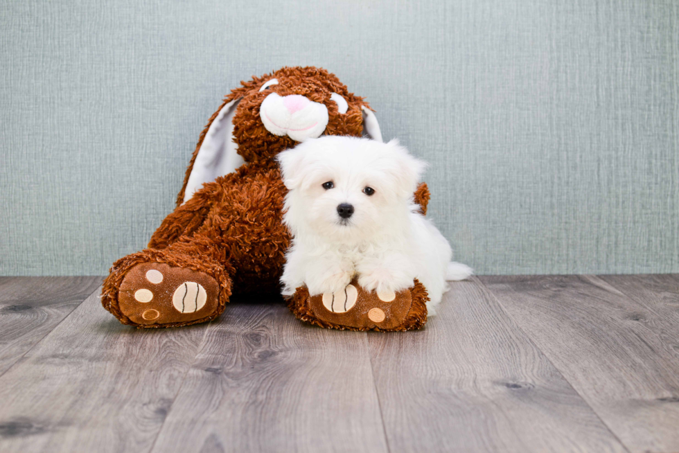 Maltese Pup Being Cute