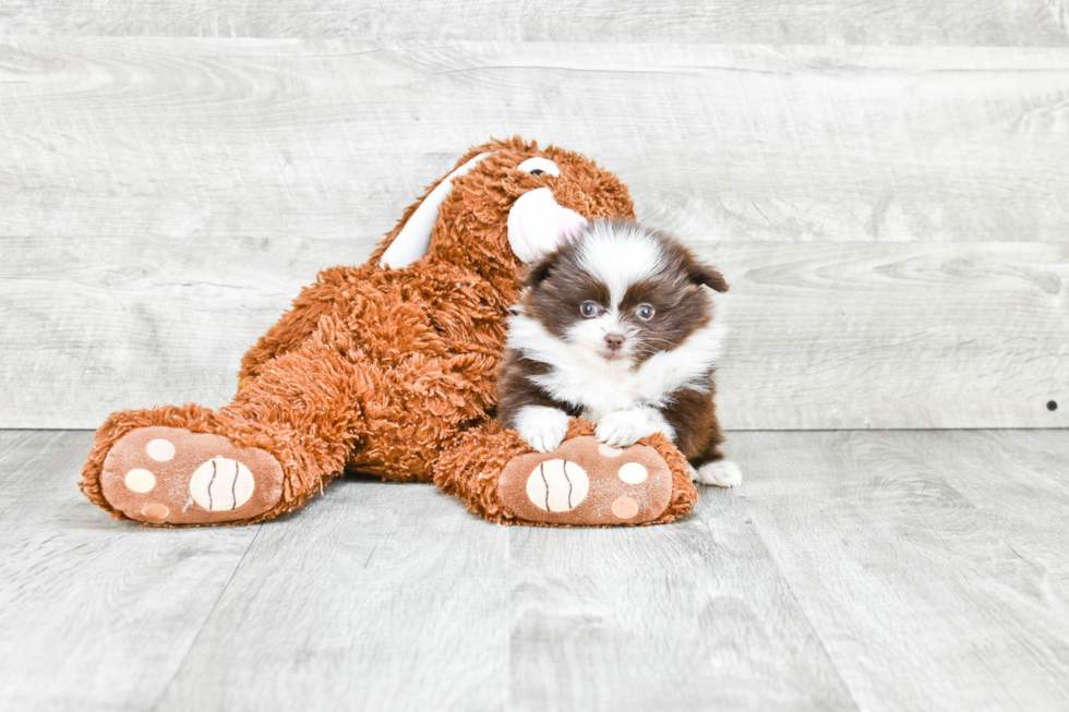 Little Pomeranian Purebred Pup