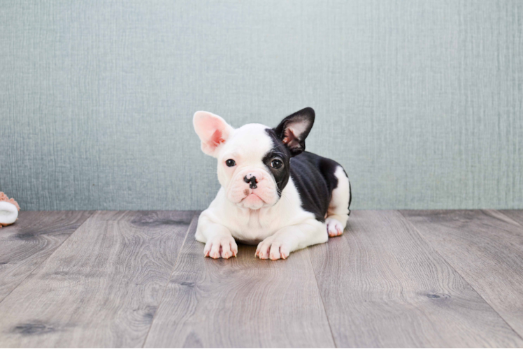 Best French Bulldog Baby