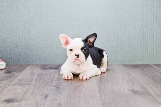 Best French Bulldog Baby