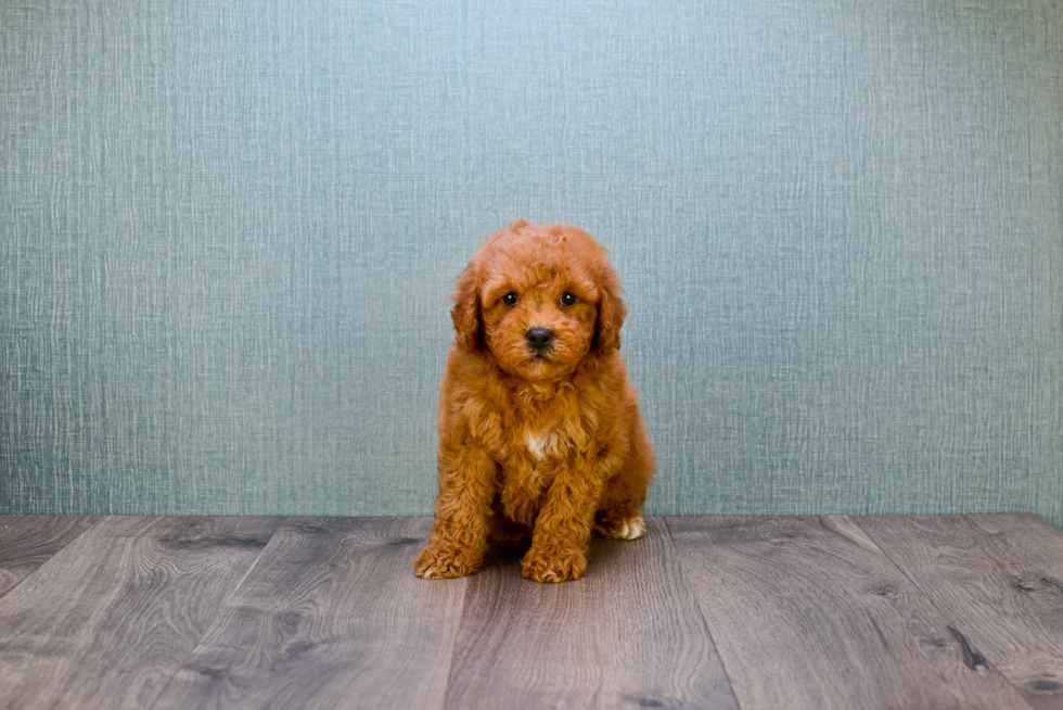 Sweet Mini Goldendoodle Baby