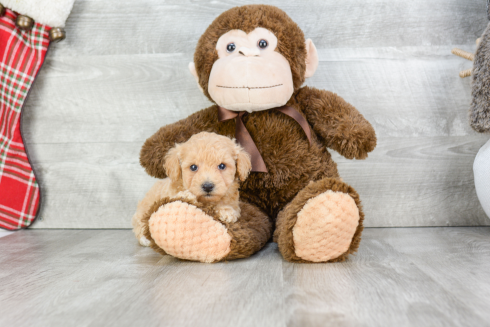 Maltipoo Pup Being Cute