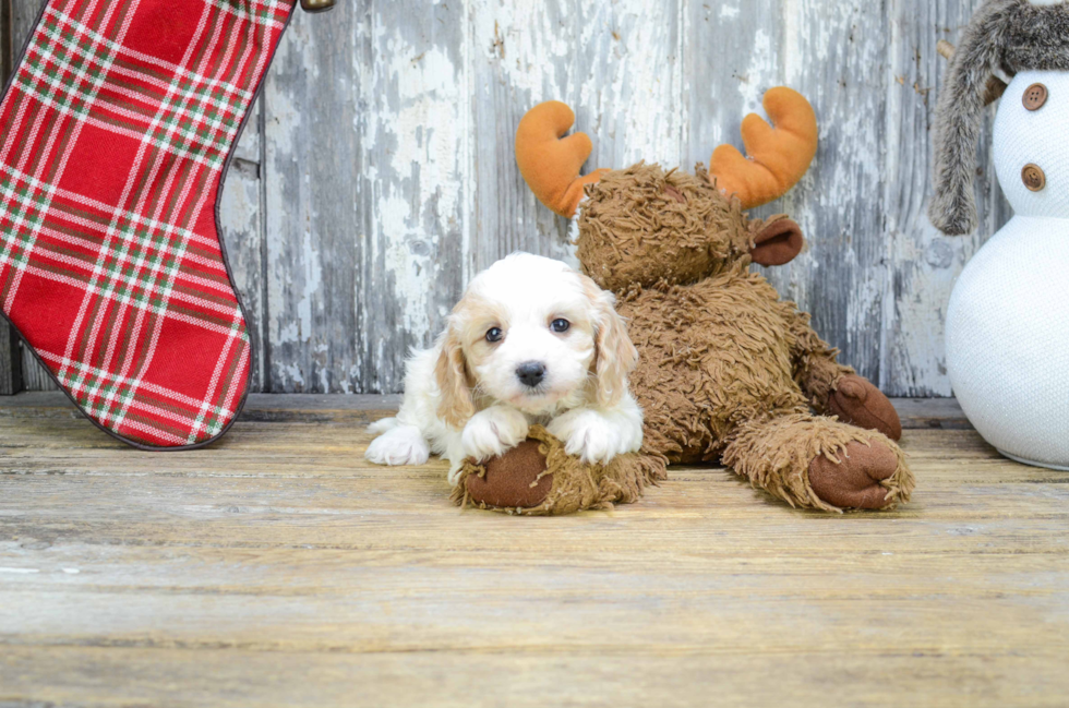 Little Cavoodle Poodle Mix Puppy