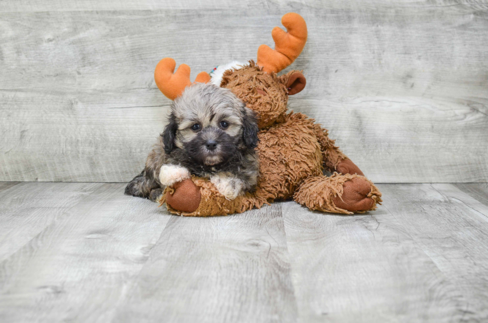 Teddy Bear Pup Being Cute