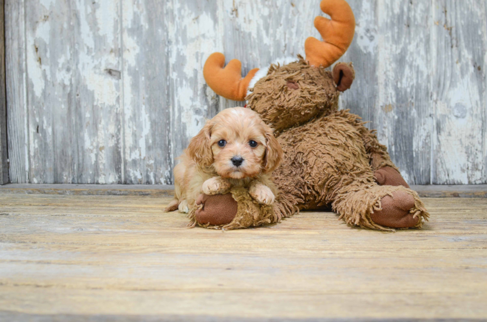 Cavachon Puppy for Adoption