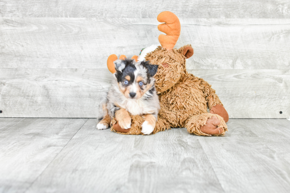 Hypoallergenic Aussiepoo Poodle Mix Puppy