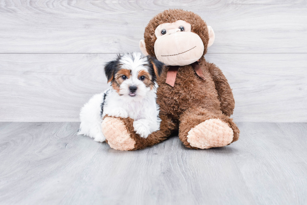 Meet Diddy - our Yorkshire Terrier Puppy Photo 