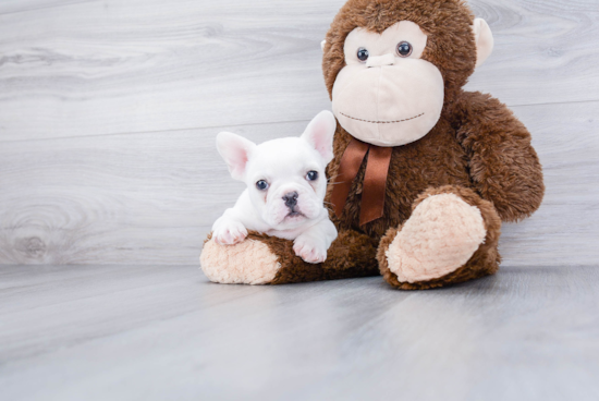 French Bulldog Puppy for Adoption