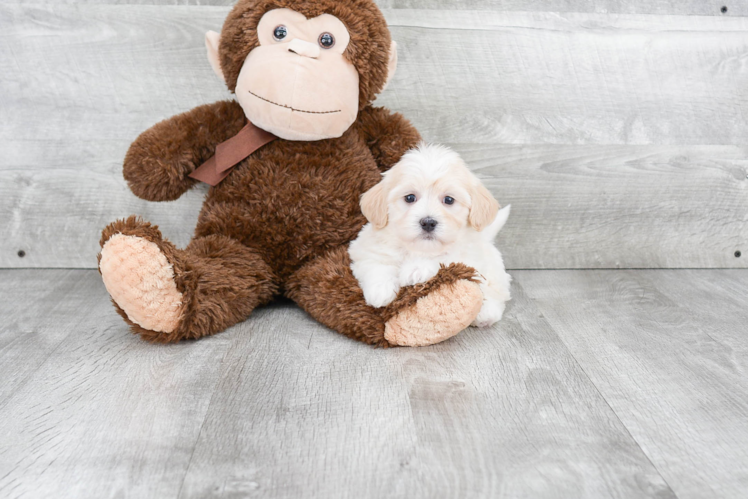 Playful Havanese Baby