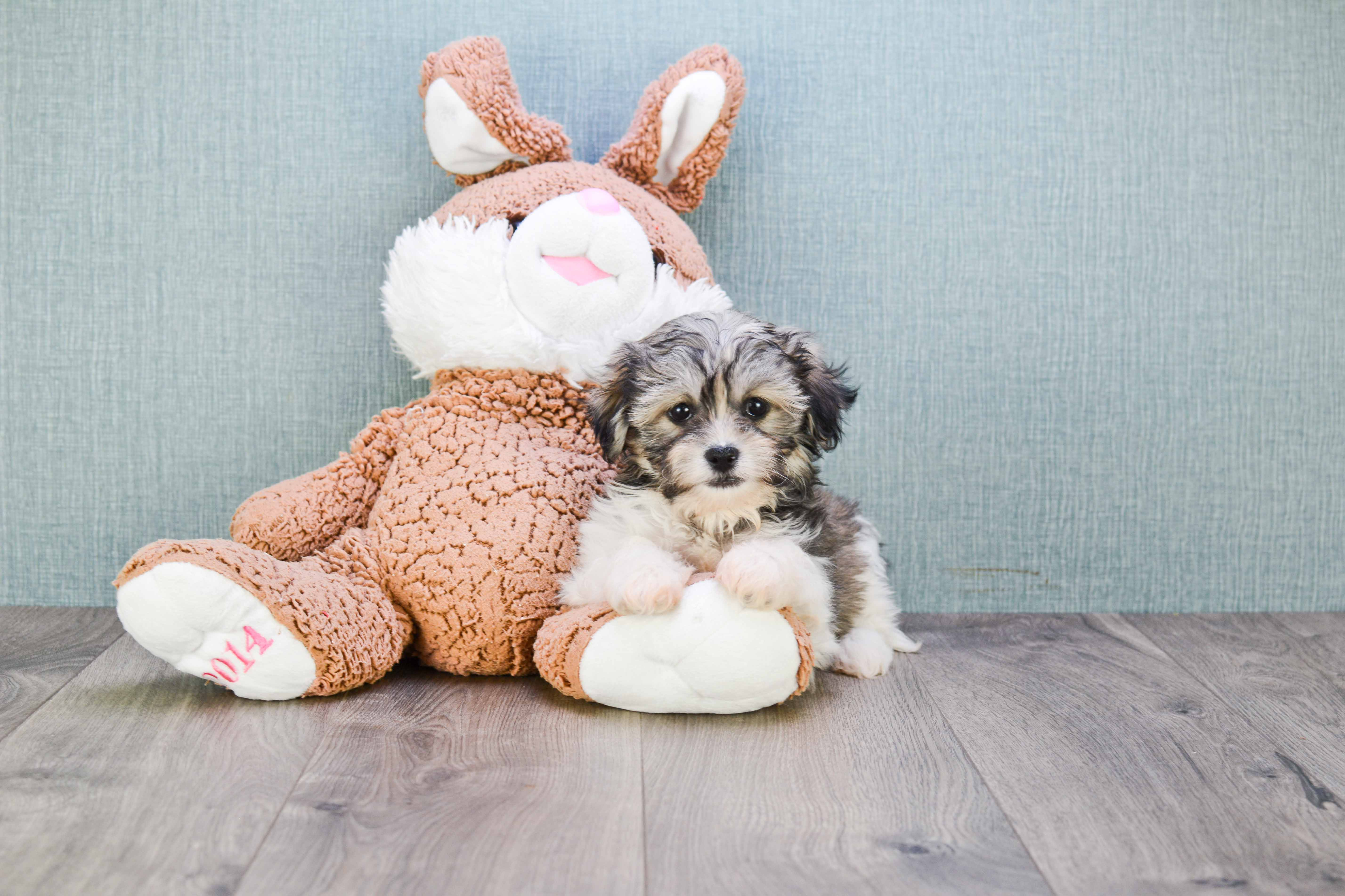 Best Teddy Bear Baby
