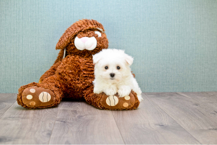 Cute Maltese Purebred Puppy