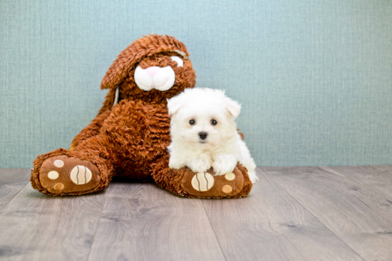 Cute Maltese Purebred Puppy