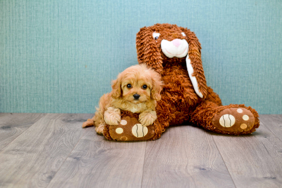 Happy Cavapoo Baby