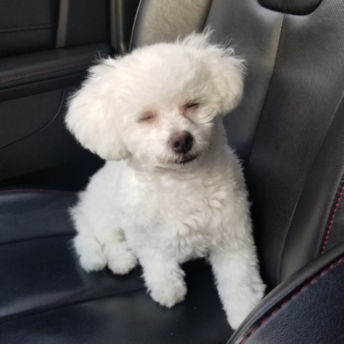 Bichon Frise Being Cute