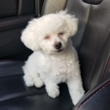 Bichon Frise Being Cute