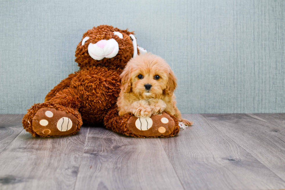 Cavapoo Pup Being Cute