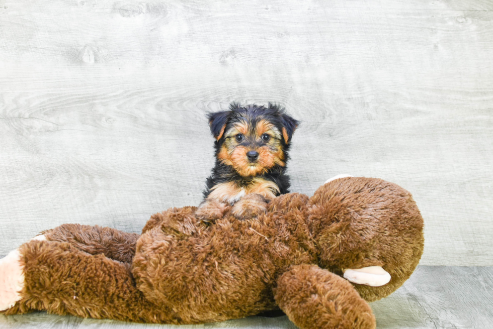 Meet Lisa - our Yorkshire Terrier Puppy Photo 