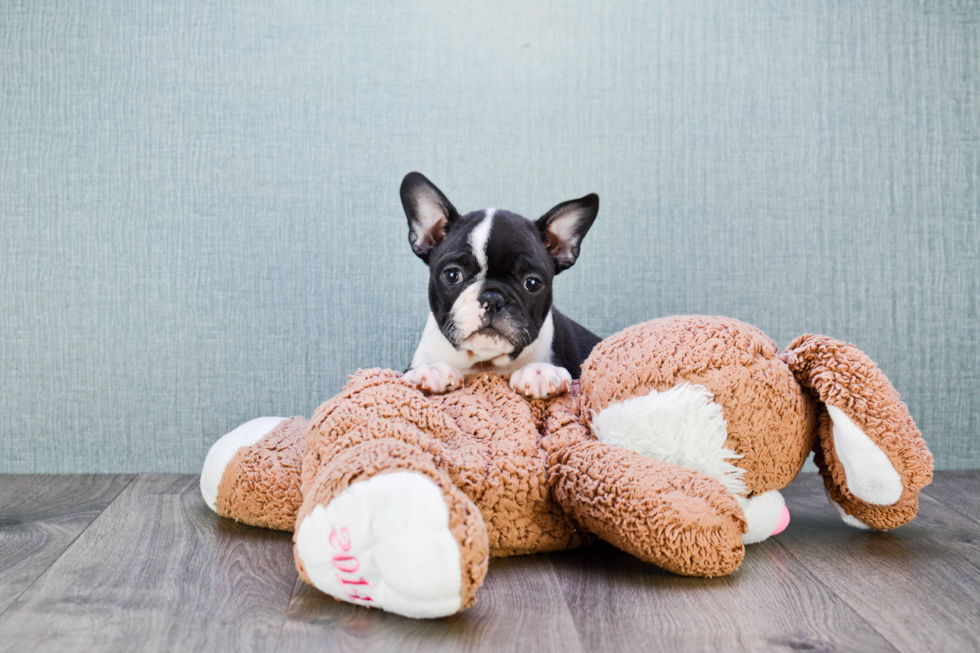 Best French Bulldog Baby