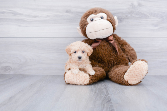 Petite Maltipoo Poodle Mix Pup