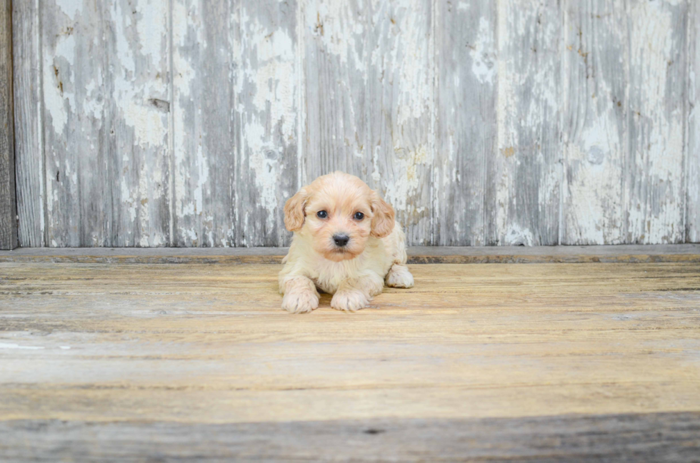 Cavapoo Puppy for Adoption