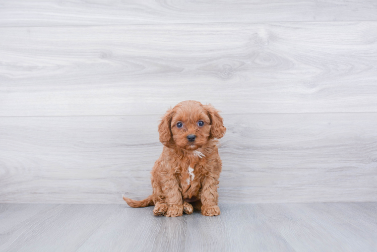 Small Cavapoo Baby