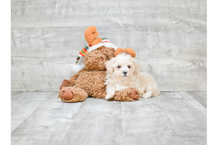 Funny Maltipoo Poodle Mix Pup