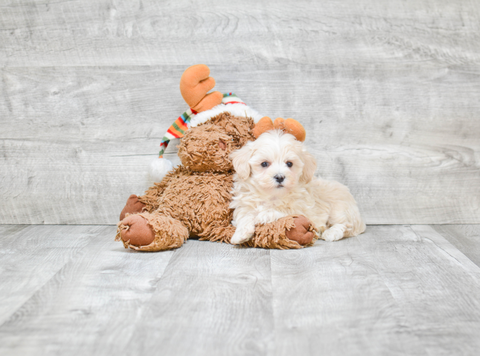 Funny Maltipoo Poodle Mix Pup