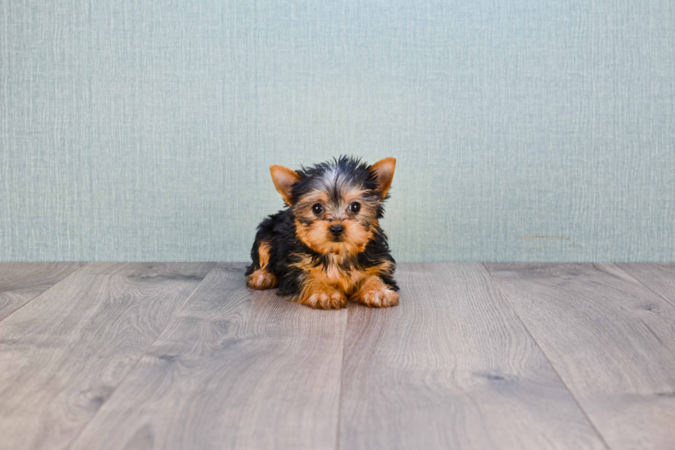 Meet Beckham - our Yorkshire Terrier Puppy Photo 