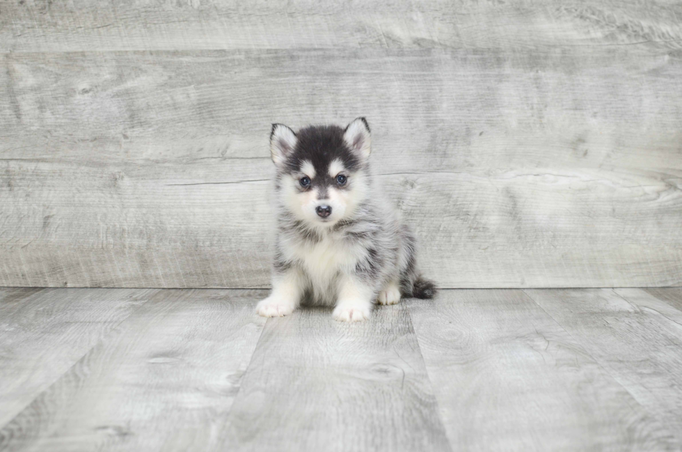 Pomsky Pup Being Cute