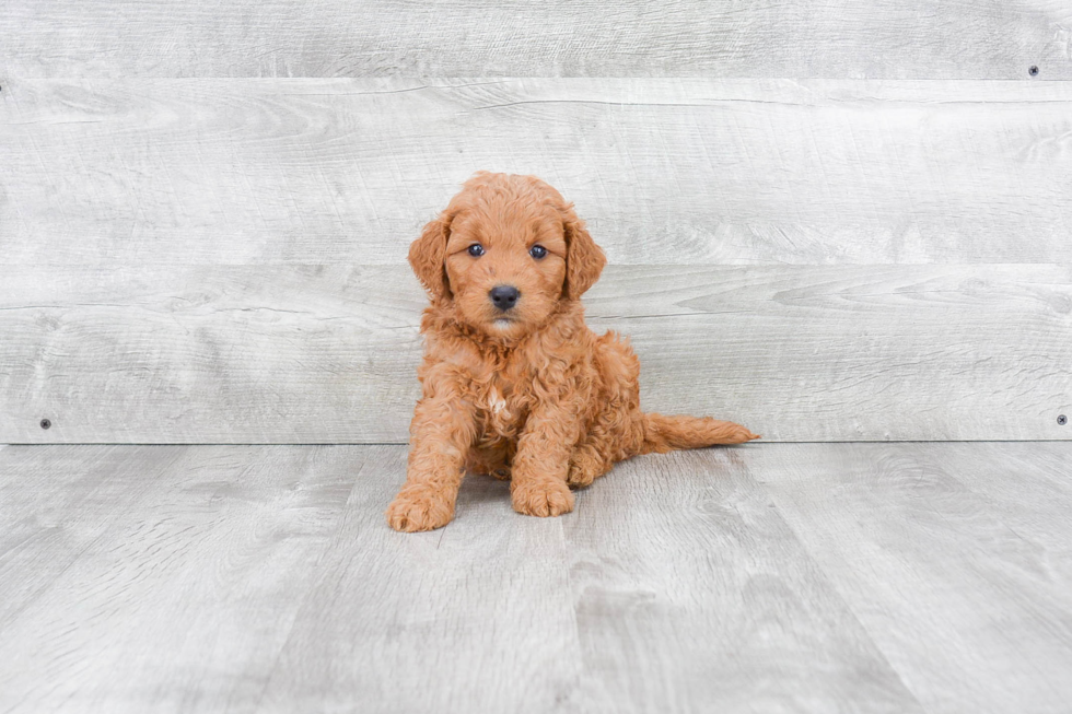 Energetic Golden Retriever Poodle Mix Puppy