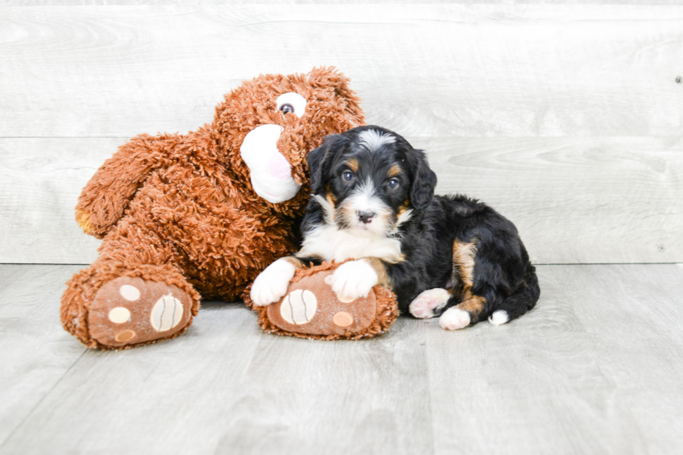 Mini Bernedoodle Puppy for Adoption