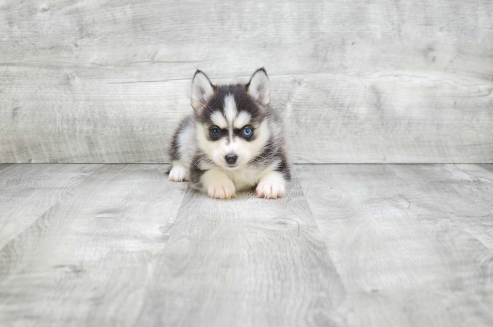 Fluffy Pomsky Designer Pup