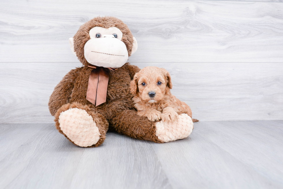Best Cockapoo Baby