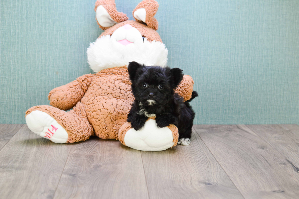 Morkie Pup Being Cute